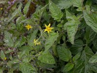 Solanum lycopersicum 1, Tomaat, Saxifraga-Peter Meininger