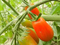 Solanum lycopersicum 10, Tomaat, Saxifraga-Rutger Barendse