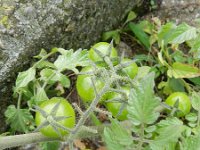 Solanum lycopersicum 11, Tomaat, Saxifraga-Rutger Barendse