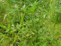 Solanum lycopersicum 15, Tomaat, Saxifraga-Rutger Barendse