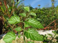 Solanum lycopersicum 17, Tomaat, Saxifraga-Rutger Barendse