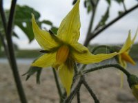 Solanum lycopersicum 2, Tomaat, Saxifraga-Rutger Barendse