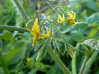 Solanum lycopersicum 24, Tomaat, Saxifraga-Ed Stikvoort