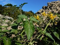 Solanum lycopersicum 27, Tomaat, Saxifraga-Ed Stikvoort