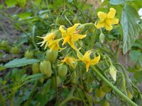 Solanum lycopersicum 28, Tomaat, Saxifraga-Ed Stikvoort