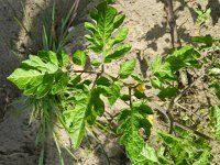 Solanum lycopersicum 7, Tomaat, Saxifraga-Rutger Barendse