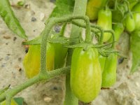 Solanum lycopersicum 8, Tomaat, Saxifraga-Rutger Barendse