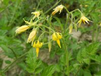 Solanum lycopersicum 9, Tomaat, Saxifraga-Rutger Barendse