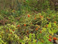 Solanum lycopersicum var cerasiforme 6, Saxifraga-Rutger Barendse