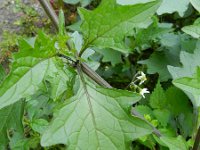 Solanum nigrum 10, Zwarte nachtschade, Saxifraga-Rutger Barendse
