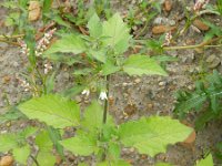 Solanum nigrum 11, Zwarte nachtschade, Saxifraga-Rutger Barendse