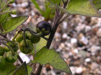 Solanum nigrum 3, Zwarte nachtschade, Saxifraga-Peter Meininger
