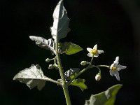 Solanum nigrum 5, Zwarte nachtschade, Saxifraga-Willem van Kruijsbergen