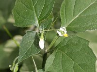 Solanum nigrum 6, Zwarte nachtschade, Saxifraga-Rutger Barendse