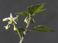 Solanum nigrum 7, Zwarte nachtschade, Saxifraga-Peter Meininger