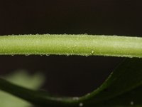 Solanum nigrum 8, Zwarte nachtschade, Saxifraga-Rutger Barendse