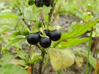 Solanum nigrum ssp nigrum 12, Zwarte nachtschade, Saxifraga-Rutger Barendse