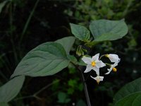 Solanum nigrum ssp nigrum 13, Zwarte nachtschade, Saxifraga-Ed Stikvoort