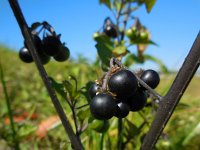 Solanum nigrum ssp nigrum 14, Zwarte nachtschade, Saxifraga-Ed Stikvoort