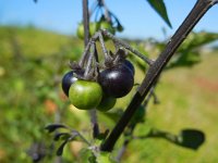 Solanum nigrum ssp nigrum 15, Zwarte nachtschade, Saxifraga-Ed Stikvoort