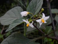 Solanum nigrum ssp nigrum 16, Zwarte nachtschade, Saxifraga-Ed Stikvoort