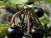 Solanum nigrum ssp schultesii 2, Saxifraga-Rutger Barendse