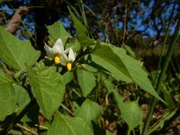 Solanum nigrum ssp schultesii 20, Beklierde nachtschade, Saxifraga-Ed Stikvoort