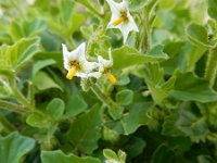 Solanum nitidibaccatum 16, Glansbesnachtschade, Saxifraga-Ed Stikvoort