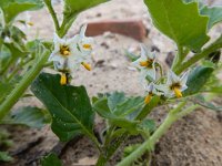 Solanum nitidibaccatum 18, Glansbesnachtschade, Saxifraga-Ed Stikvoort