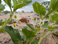 Solanum nitidibaccatum 19, Glansbesnachtschade, Saxifraga-Ed Stikvoort