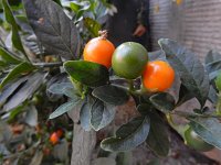 Solanum pseudocapsicum 10, Oranjeboompje, Saxifraga-Ed Stikvoort