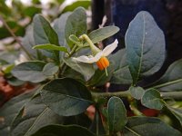 Solanum pseudocapsicum 12, Oranjeboompje, Saxifraga-Ed Stikvoort