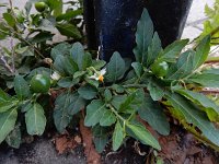 Solanum pseudocapsicum 14, Oranjeboompje, Saxifraga-Ed Stikvoort