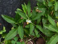 Solanum pseudocapsicum 2, Oranjeboompje, Saxifrfaga-Rutger Barendse