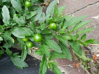 Solanum pseudocapsicum 3, Oranjeboompje, Saxifrfaga-Rutger Barendse