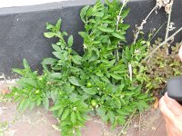 Solanum pseudocapsicum 4, Oranjeboompje, Saxifrfaga-Rutger Barendse
