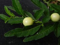 Solanum pseudocapsicum 5, Oranjeboompje, Saxifrfaga-Rutger Barendse