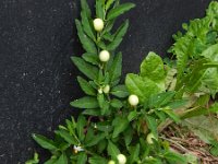 Solanum pseudocapsicum 6, Oranjeboompje, Saxifrfaga-Rutger Barendse