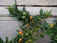Solanum pseudocapsicum 7, Oranjeboompje, Saxifraga-Ed Stikvoort