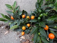 Solanum pseudocapsicum 8, Oranjeboompje, Saxifraga-Ed Stikvoort