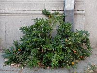 Solanum pseudocapsicum 9, Oranjeboompje, Saxifraga-Ed Stikvoort
