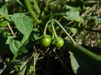 Solanum ptychanthum 2, Saxifraga-Rutger Barendse
