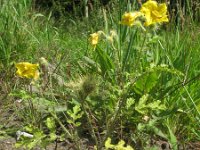 Solanum rostratum 2, Stekelnachtschade, Saxifraga-Rutger Barendse