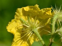 Solanum rostratum 8, Stekelnachtschade, Saxifraga-Sonja Bouwman  1048. Stekelnachtschade - Solanum rostratum - Solanaceae familie (zw)