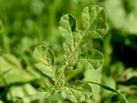 Solanum rostratum 9, Stekelnachtschade, Saxifraga-Sonja Bouwman  1048. Stekelnachtschade - Solanum rostratum - Solanaceae familie (zw)