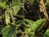 Solanum sarachoides 2, Kleverige nachtschade, Saxifraga-Rutger Barendse