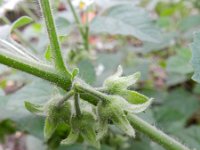 Solanum sarachoides 3, Kleverige nachtschade, Saxifraga-Rutger Barendse