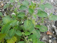 Solanum sarachoides 4, Kleverige nachtschade, Saxifraga-Rutger Barendse
