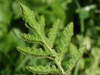 Solanum sisymbriifolium 12, Raketnachtschade, Saxifraga-Sonja Bouwman  979. Raketnachtschade - Solanum sisymbriifolium - Solanaceae familie (zw)