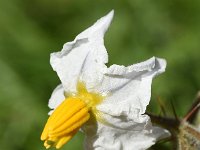 Solanum sisymbriifolium 15, Raketnachtschade, Saxifraga-Sonja Bouwman  979. Raketnachtschade - Solanum sisymbriifolium - Solanaceae familie (zw) Utrecht